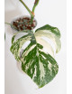 Monstera deliciosa variegata