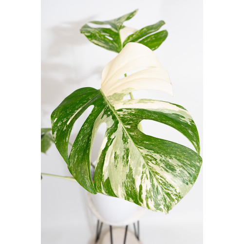 Monstera deliciosa variegata