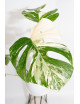 Monstera deliciosa variegata