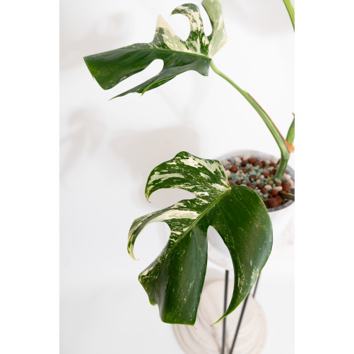 Monstera deliciosa variegata