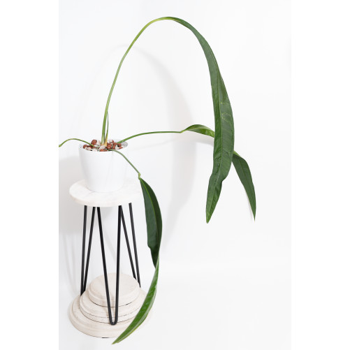 Anthurium pallidiflorum...