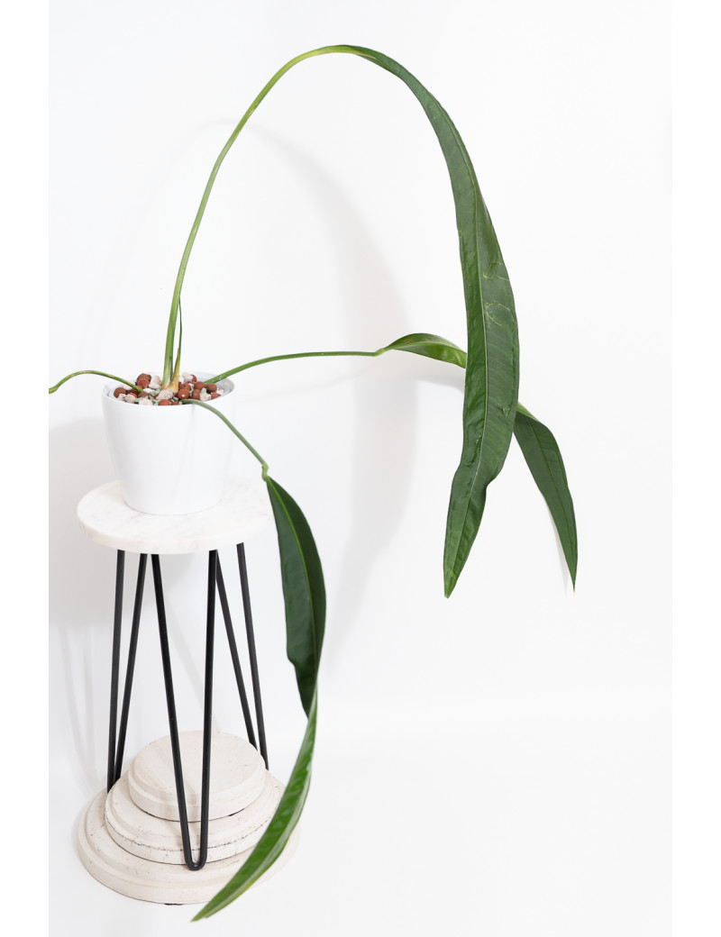 Anthurium pallidiflorum Guazhalan
