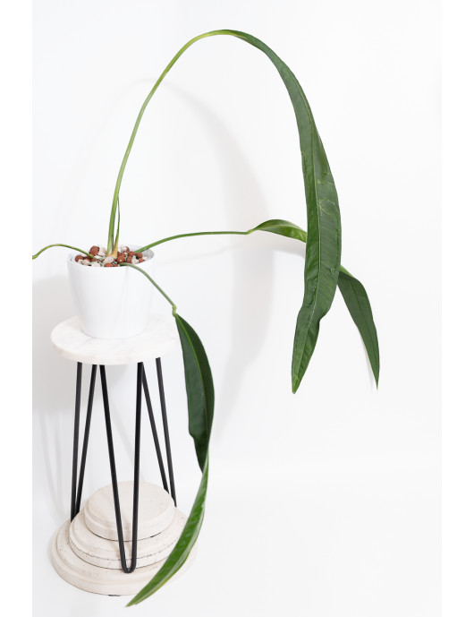 Anthurium pallidiflorum...