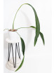 Anthurium pallidiflorum Guazhalan