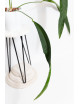 Anthurium pallidiflorum Guazhalan