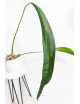 Anthurium pallidiflorum Guazhalan