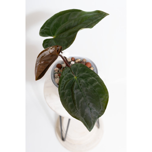 Anthurium papillilaminum x...