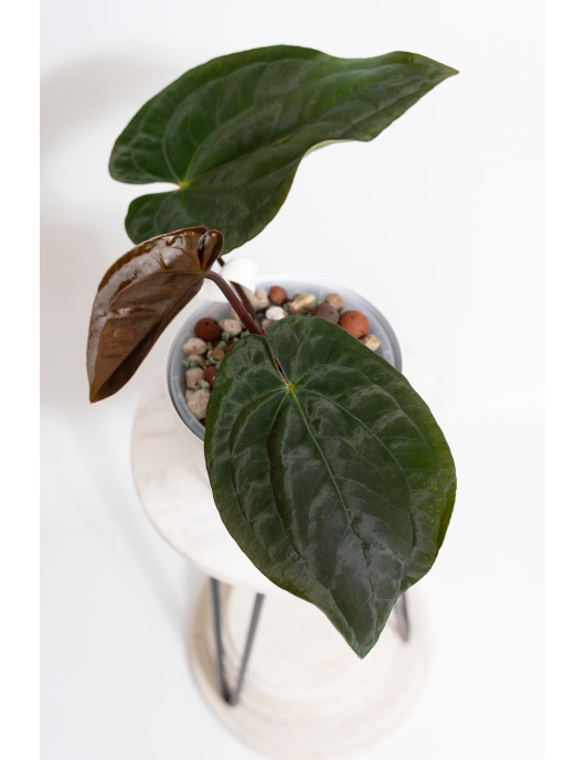 Anthurium papillilaminum x dressleri