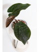 Anthurium papillilaminum x dressleri