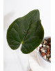 Anthurium papillilaminum x dressleri
