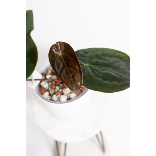 Anthurium papillilaminum x dressleri