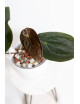 Anthurium papillilaminum x dressleri
