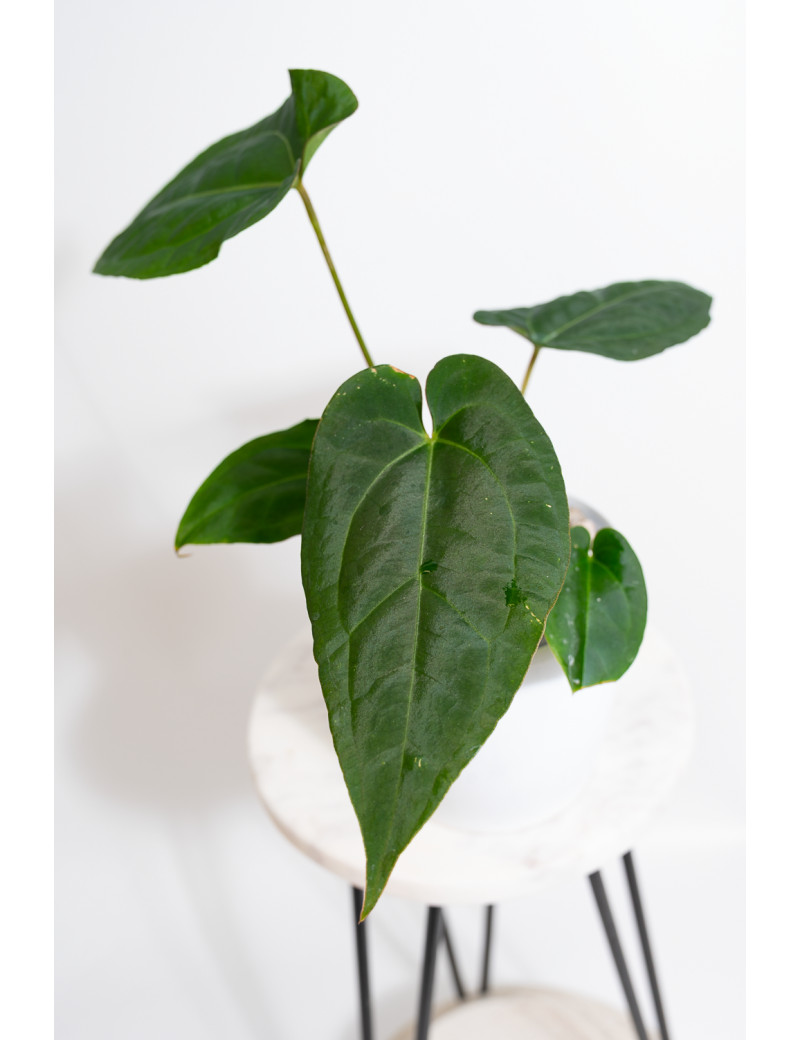 Anthurium Amazon rabbit x crystallinum