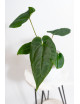 Anthurium Amazon rabbit x crystallinum