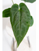 Anthurium Amazon rabbit x crystallinum
