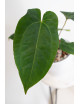 Anthurium Amazon rabbit x crystallinum