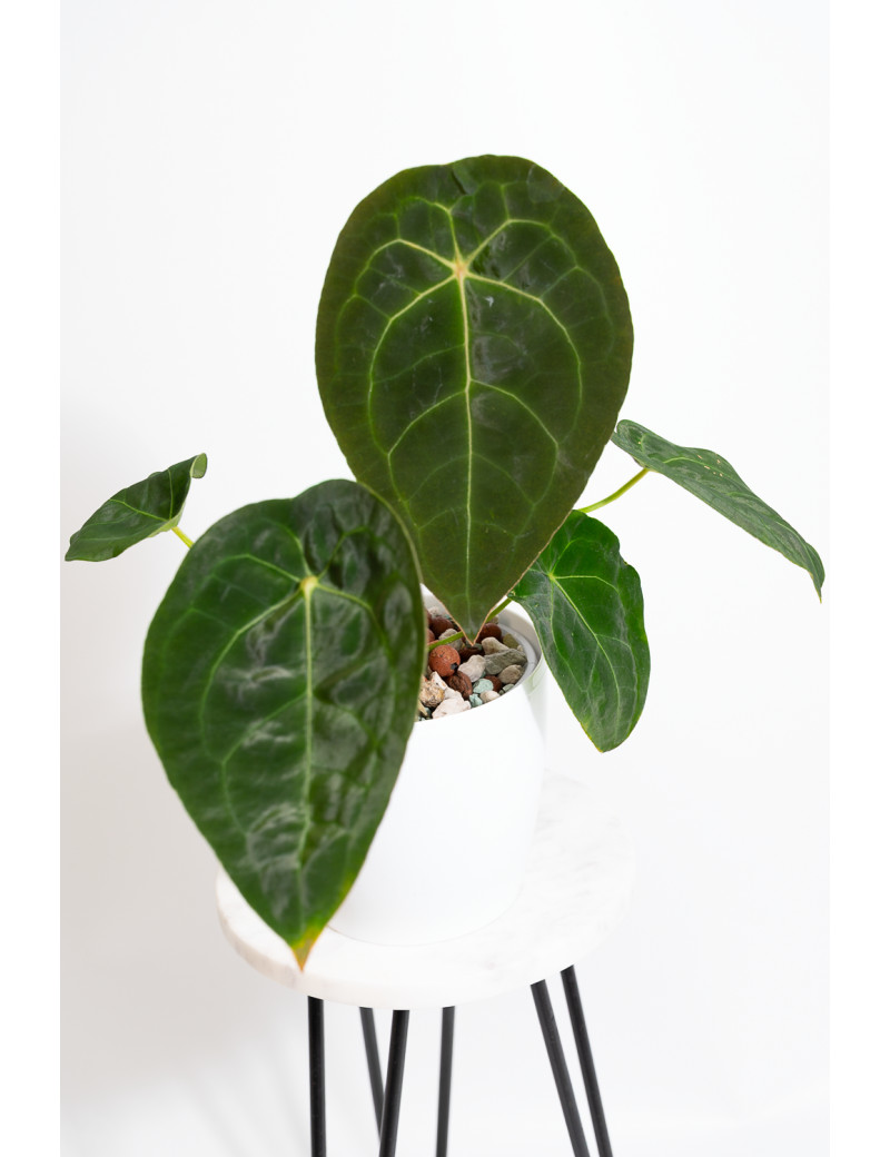 Anthurium forgetii DF x (crystallinum x AOS)