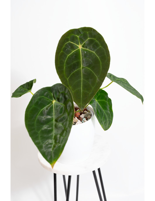Anthurium forgetii DF x...