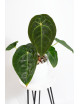 Anthurium forgetii DF x (crystallinum x AOS)