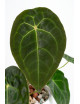 Anthurium forgetii DF x (crystallinum x AOS)