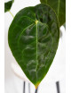 Anthurium forgetii DF x (crystallinum x AOS)