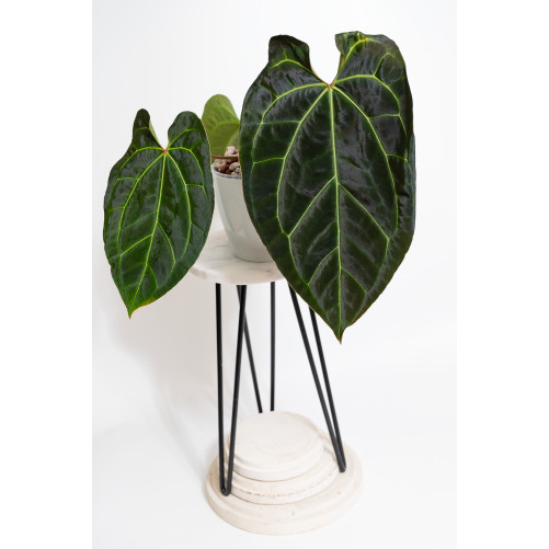Anthurium crystallinum x...