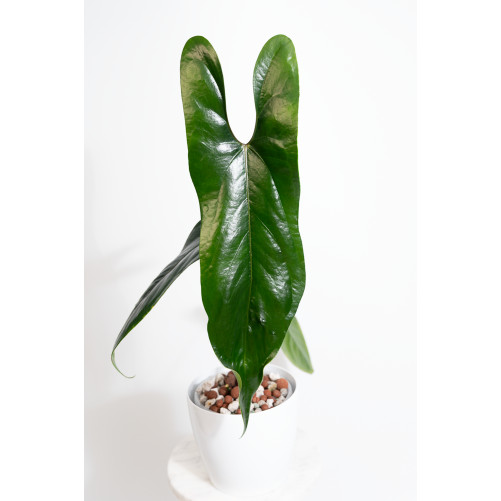 Anthurium nigrolaminum "Gigi'