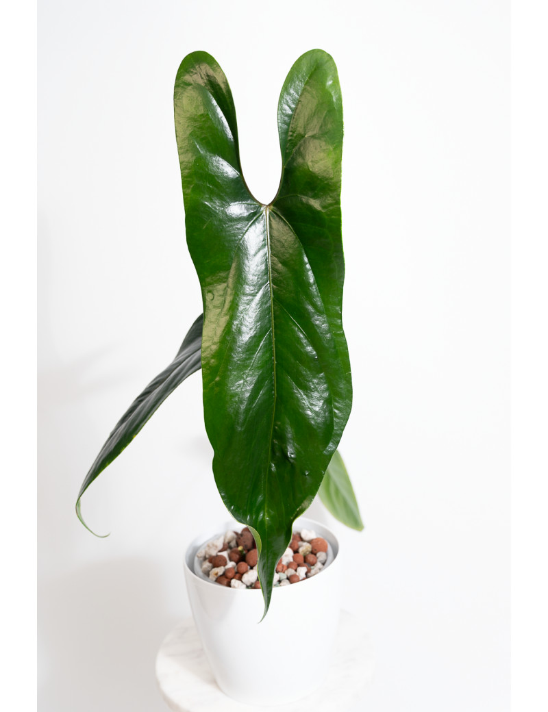 Anthurium nigrolaminum "Gigi'