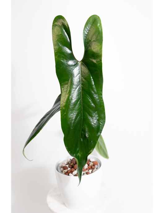 Anthurium nigrolaminum "Gigi'
