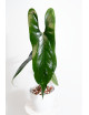 Anthurium nigrolaminum "Gigi'