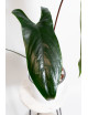 Anthurium nigrolaminum "Gigi'