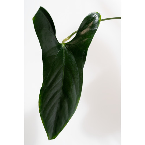 Anthurium nigrolaminum "Gigi'