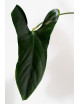 Anthurium nigrolaminum "Gigi'