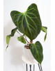 Anthurium Indo Portillae x KOSx x besseae aff