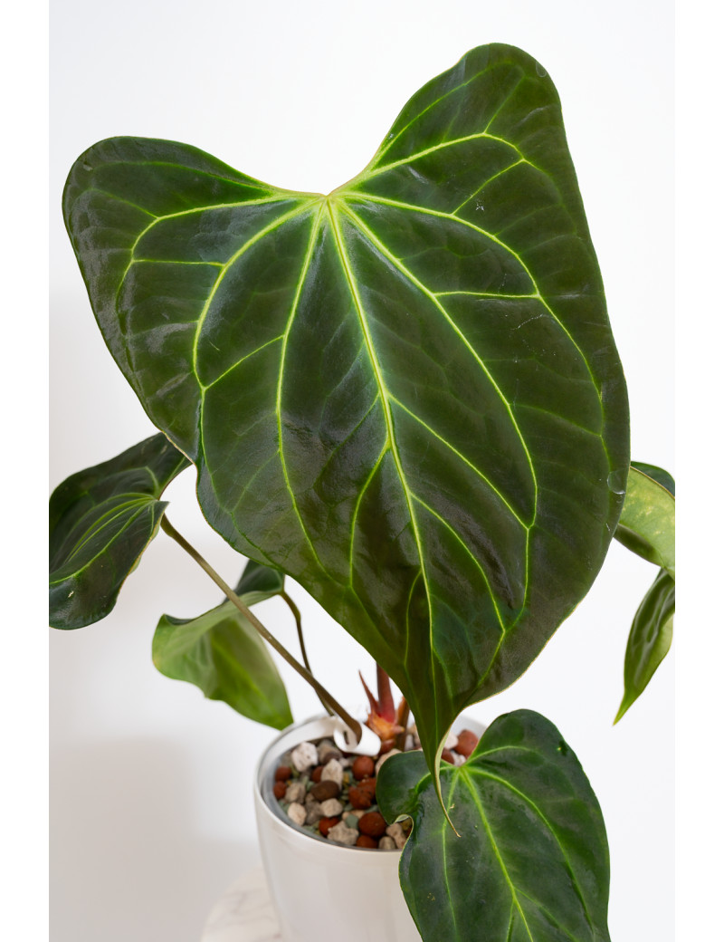 Anthurium Indo Portillae x KOSx x besseae aff