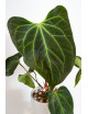 Anthurium Indo Portillae x KOSx x besseae aff