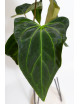 Anthurium Indo Portillae x KOSx x besseae aff