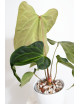 Anthurium Indo Portillae x KOSx x besseae aff
