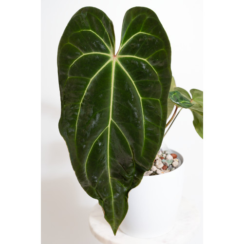 Anthurium (magnificum DF x...
