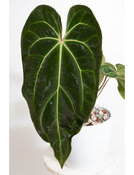 Anthurium (magnificum DF x...