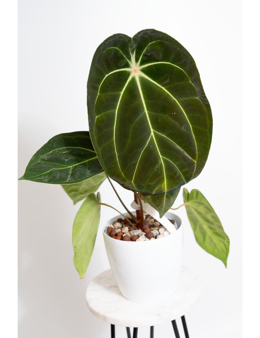 Anthurium (magnificum DF x forgetii) x besseae aff