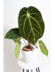 Anthurium (magnificum DF x forgetii) x besseae aff