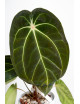 Anthurium (magnificum DF x forgetii) x besseae aff