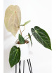 Anthurium (magnificum DF x forgetii) x besseae aff