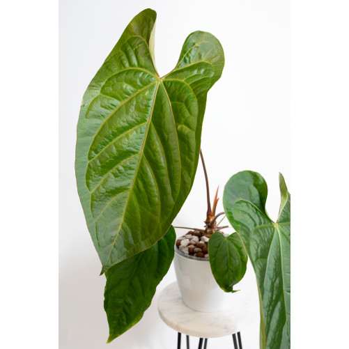 Anthurium crystallinum x...