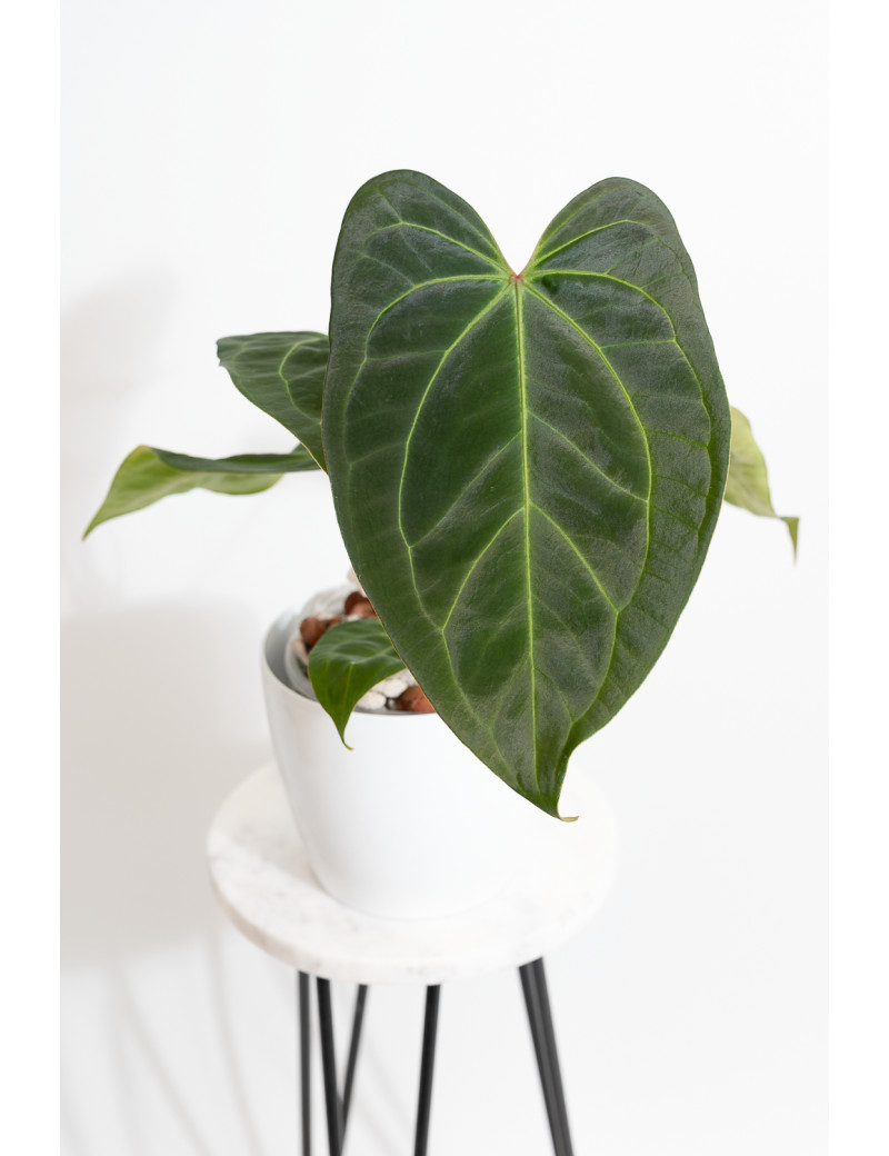 Anthurium Indo Portillae x KOSx x besseae aff