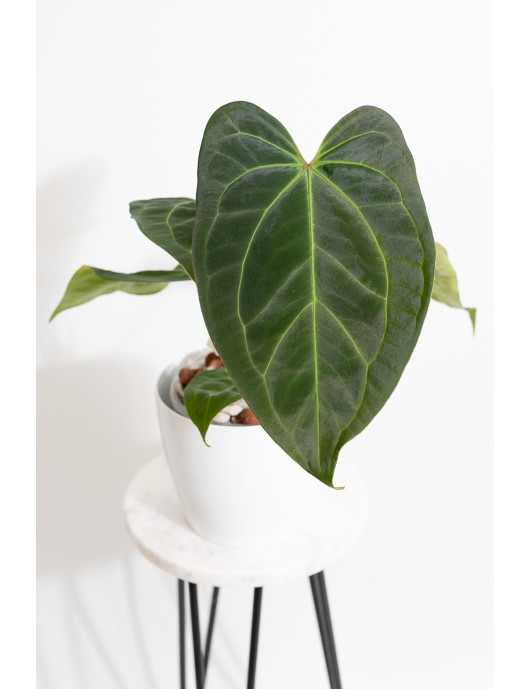Anthurium Indo Portillae x...