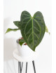 Anthurium Indo Portillae x KOSx x besseae aff