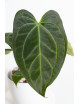 Anthurium Indo Portillae x KOSx x besseae aff