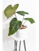 Anthurium Indo Portillae x KOSx x besseae aff